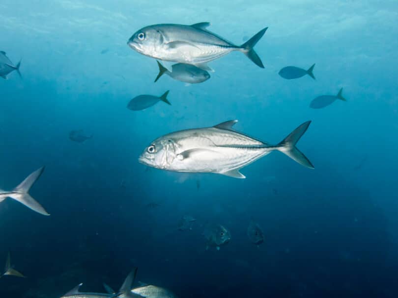 Peixes nadando no mar aberto