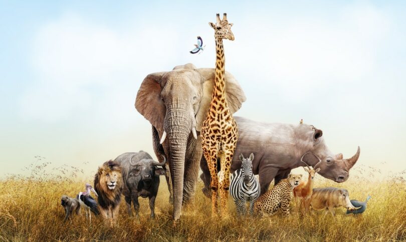 Vários tipos de animais selvagens numa mesma montagem no meio da natureza