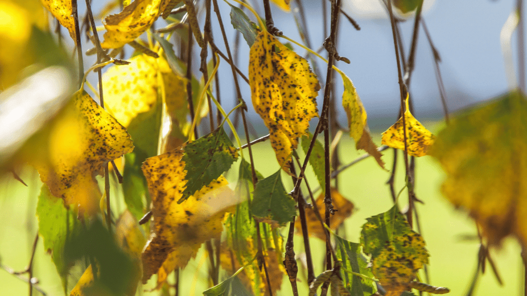 Planta com folhas amarelas