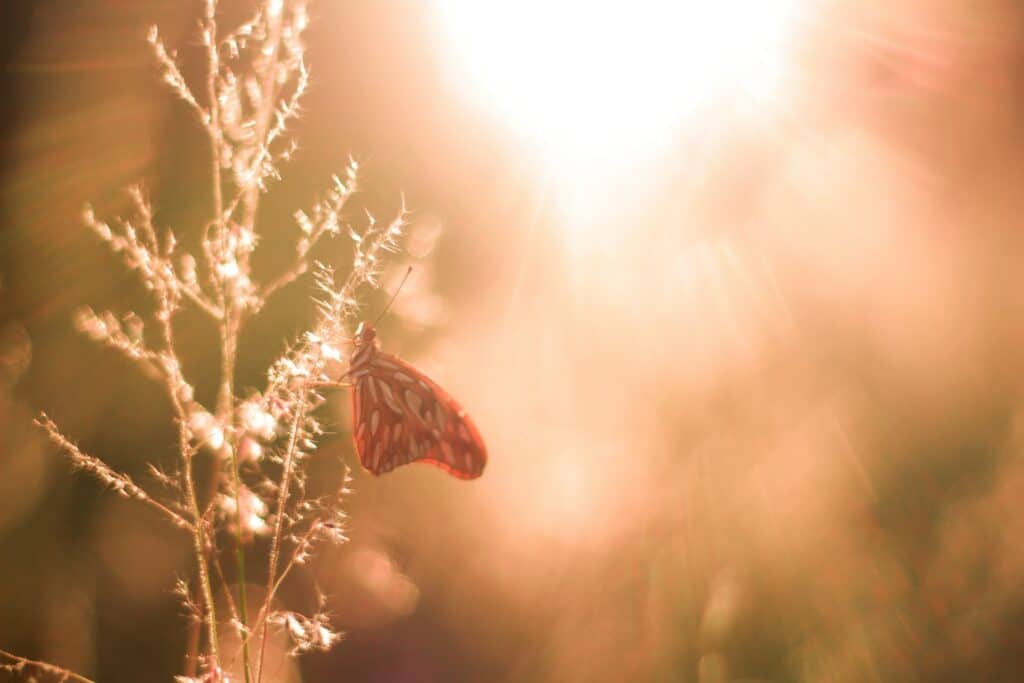 Raminho de planta com uma borboleta agarrada a ele. Ao fundo, a luz solar ilumina a paisagem.