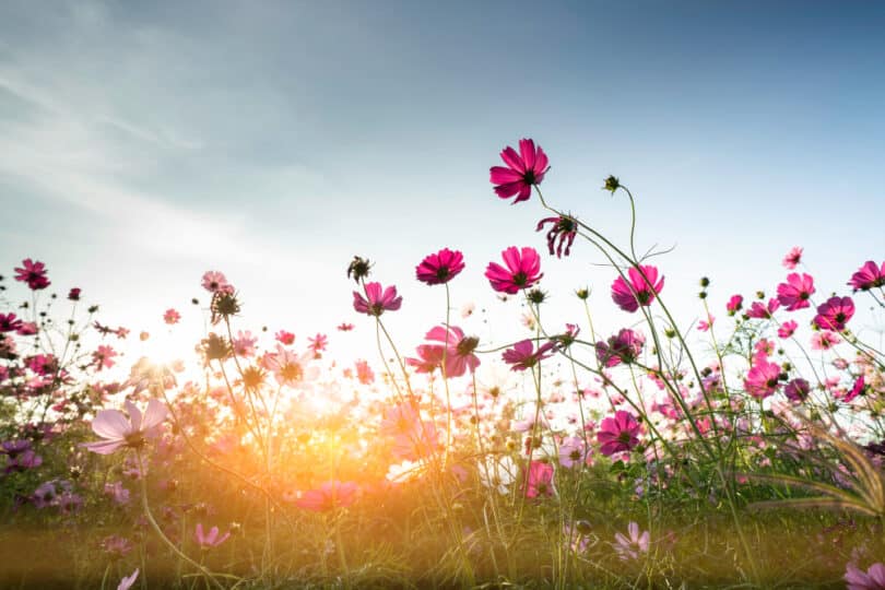 Jardim florido em um dia ensolarado.