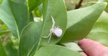 Aranha branca na natureza