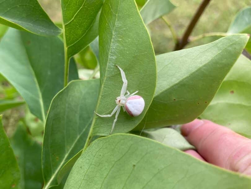 Aranha branca na natureza