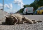 Gato morto na estrada