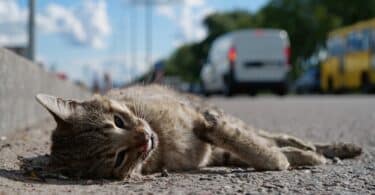 Gato morto na estrada