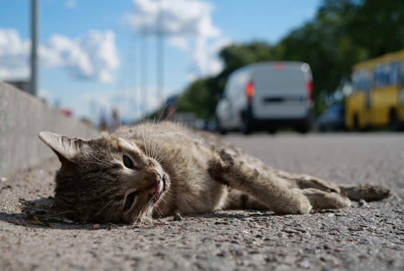Gato morto na estrada