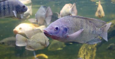 Peixe em rio de água doce