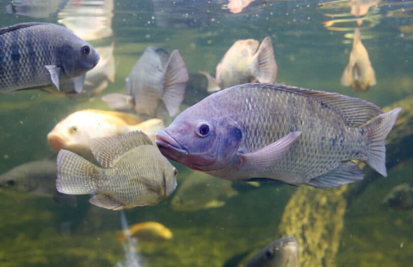 Peixe em rio de água doce