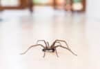 Aranha marrom dentro de uma casa