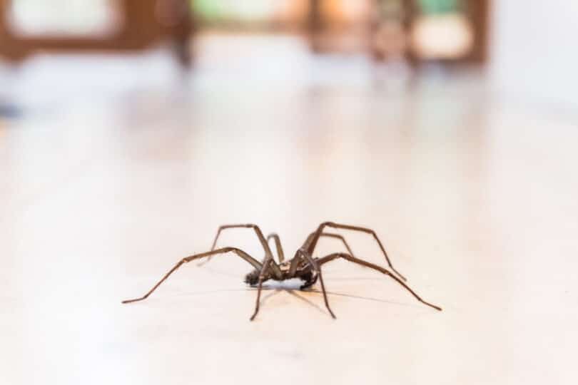 Aranha marrom dentro de uma casa