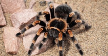 Aranha tarântula em cima de uma pedra