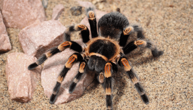 Aranha tarântula em cima de uma pedra