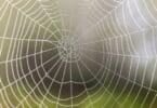 Imagem de uma teia de aranha