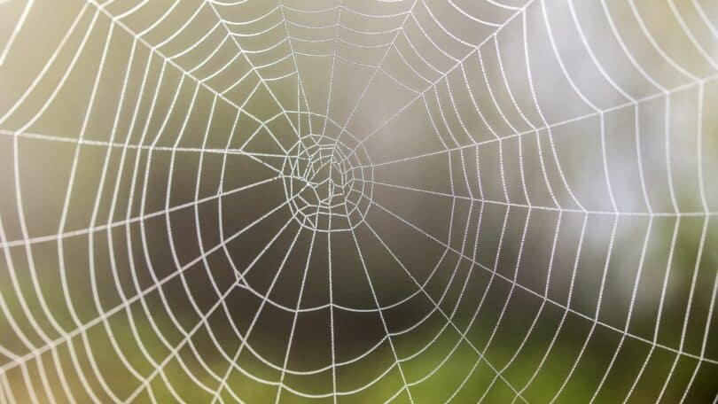 Imagem de uma teia de aranha