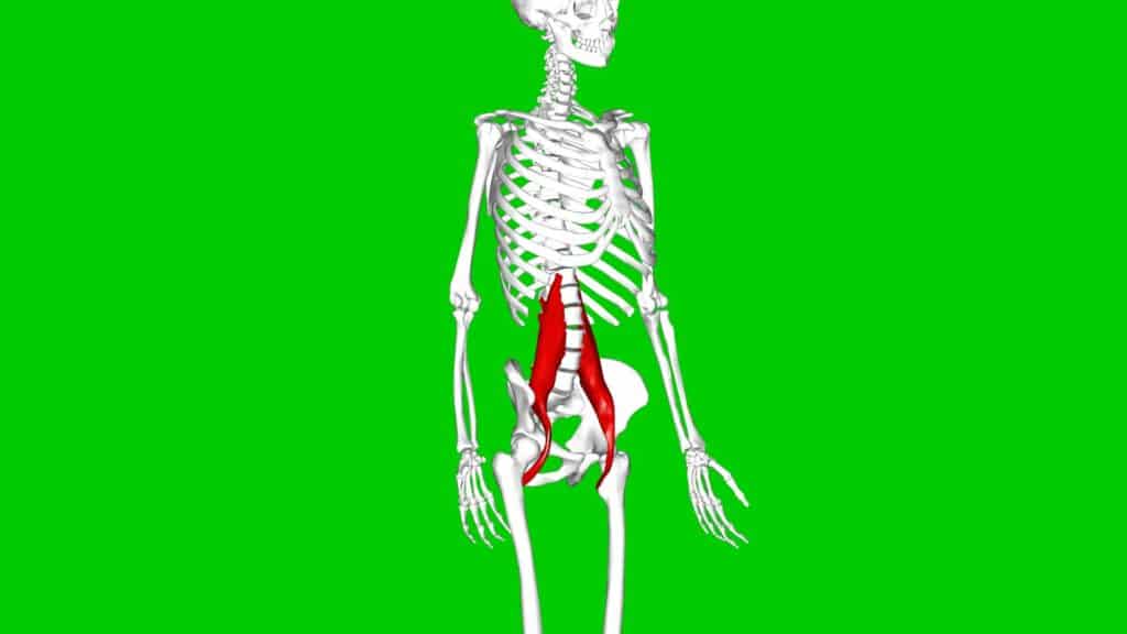 Imagem ilustrativo do músculo Psoas em um fundo verde