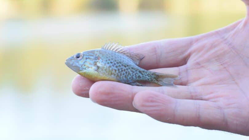 Imagem de um peixe pequeno na mão de uma pessoa