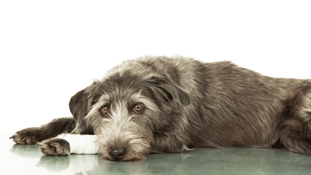 Cachorro vira-lata de porte médio com a pata enfaixada 