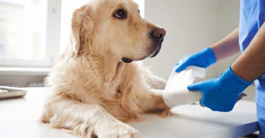 Pessoa fazendo curativo em um cachorro de porte grande