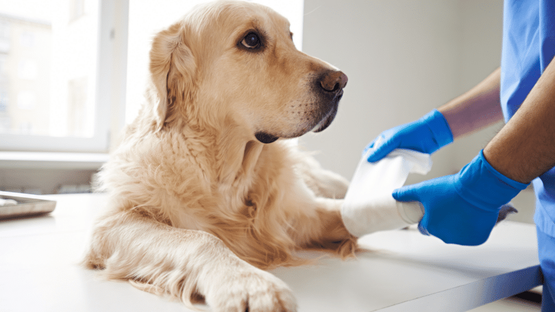 Pessoa fazendo curativo em um cachorro de porte grande