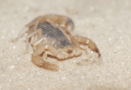 Escorpião claro andando na areia