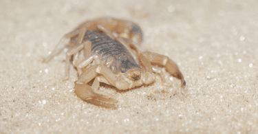 Escorpião claro andando na areia
