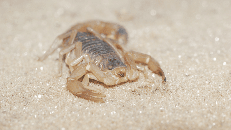 Escorpião claro andando na areia