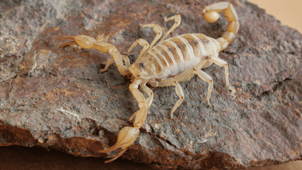Escorpião branco em cima de pedra