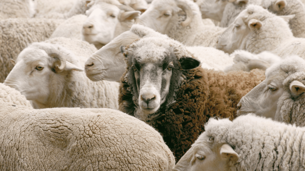 Ovelha negra cercada por ovelhas brancas