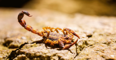 Escorpião vermelho andando na terra