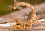 Escorpião amarelo