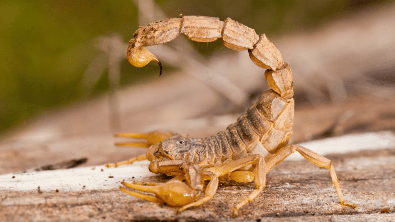 Escorpião amarelo