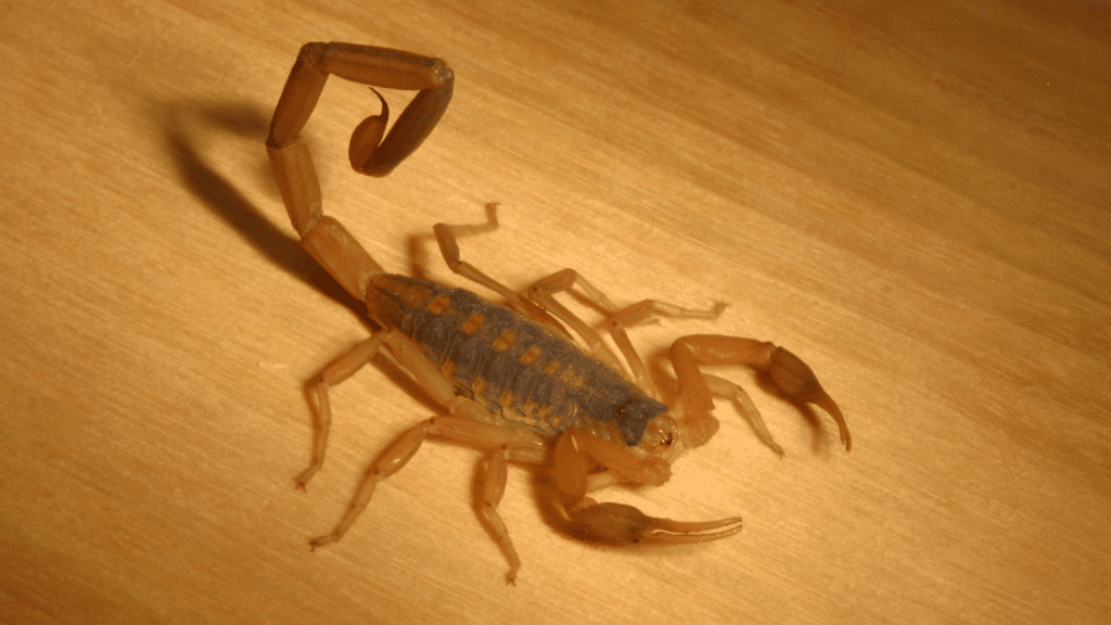 Escorpião andando em um chão de madeira