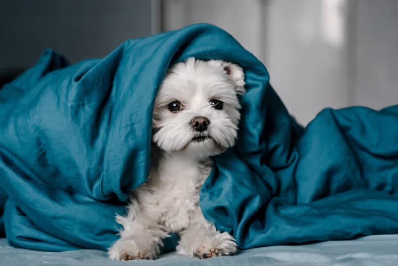 Filhote de cachorro sendo coberto por um cobertor