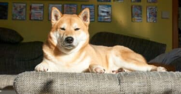 Cachorro grande olhando para frente enquanto o sol bate em seu rosto e em seu pelo