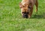 Cachorro comendo grama