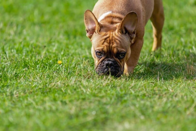 Cachorro comendo grama