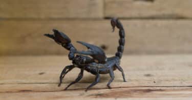 Escorpião em posição de ataque, com o rabo e com as patas levantadas