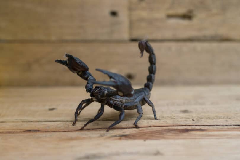 Escorpião em posição de ataque, com o rabo e com as patas levantadas