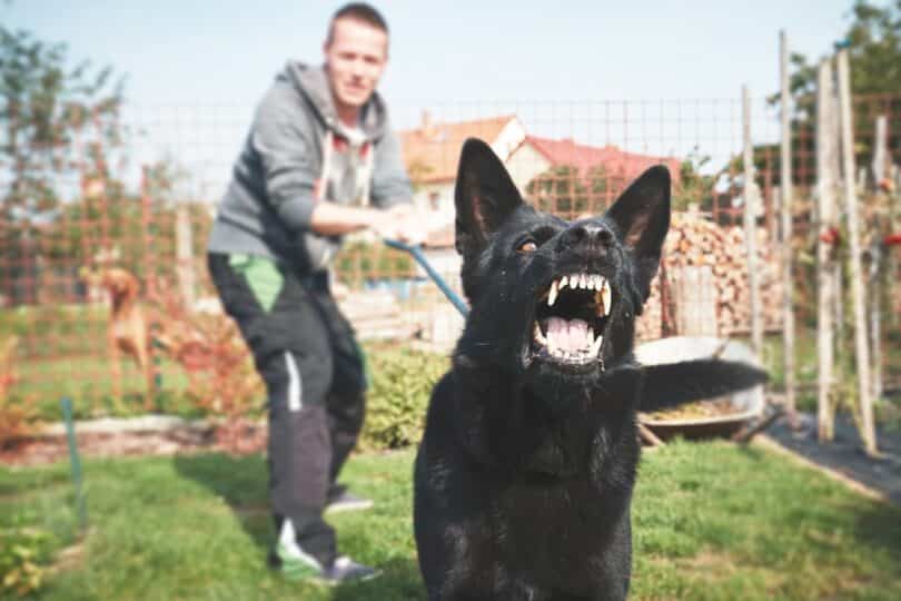 Homem segurando um cachorro bravo, e quase atacando, pela coleira, representando sonhar com cachorro atacando.
