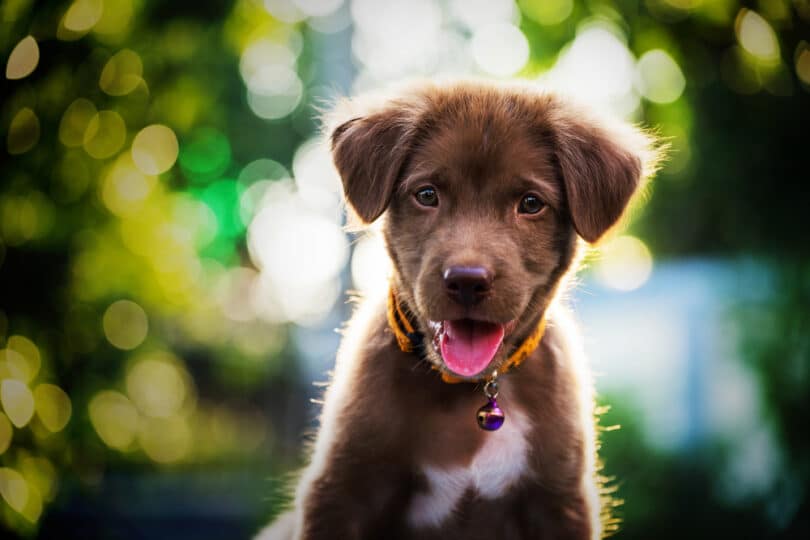 Filhote de cachorro marrom, com a língua para fora, em meio a uma paisagem verde e iluminada, representando sonhar com cachorro marrom.