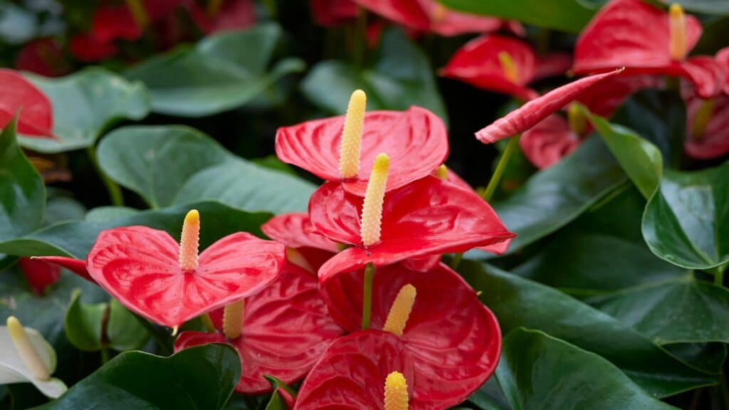 Imagem da flor Antúrio