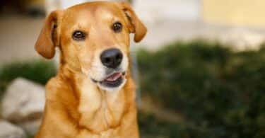 Imagem de um cachorro com de caramelo com olhar atento