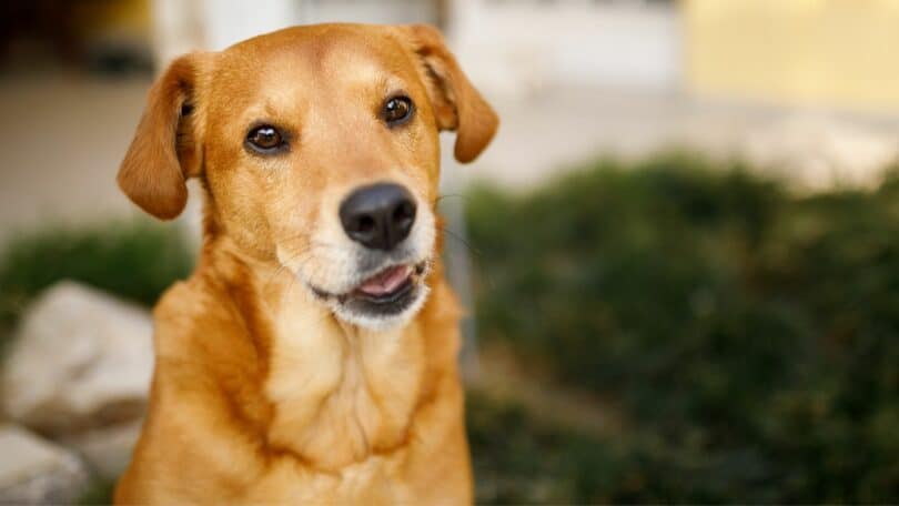 Imagem de um cachorro com de caramelo com olhar atento