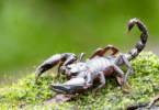 Escorpião na natureza