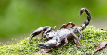 Escorpião na natureza