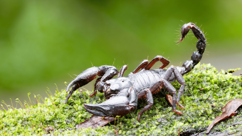 Escorpião na natureza