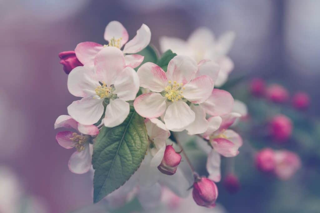 Ramo com flores brancas, meio rosadas, e alguns botões de flores cor de rosa.