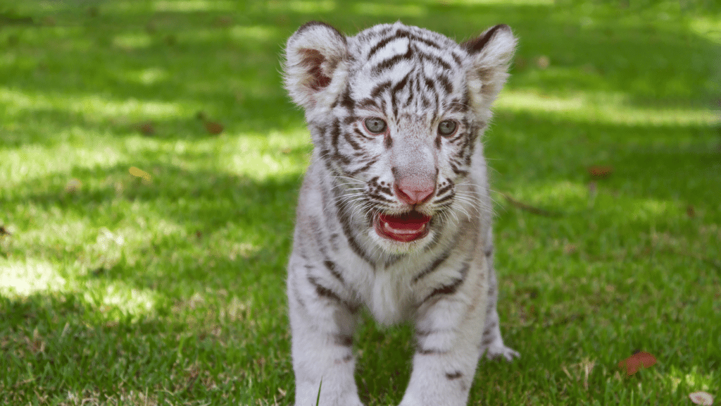 Filhote de tigre branco