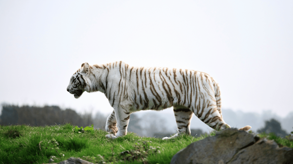 Tigre branco andando