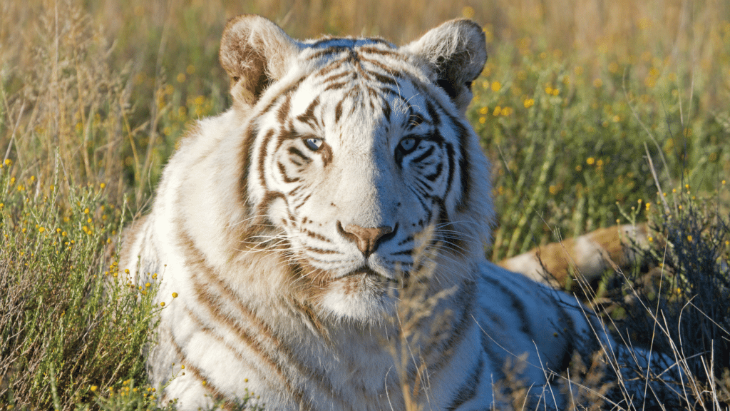 Tigre branco deitado no meio do mato